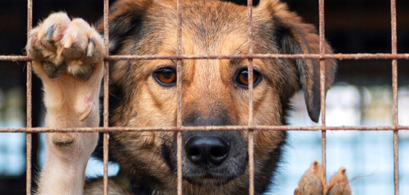 Housing insecurity is the main reason dogs are left in shelters - Newsreel