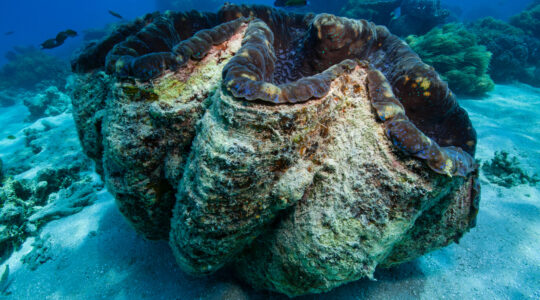 Giant clams placed on critically endangered list