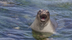 Northern elephant seals have recovered from the brink of extinction - Newsreel