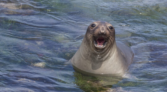 Elephant seals back from the brink of extinction