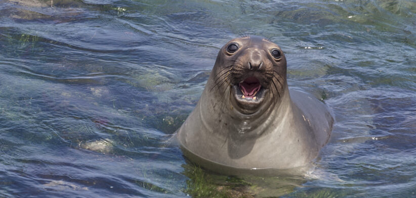 Northern elephant seals have recovered from the brink of extinction - Newsreel