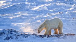 Polar bear. | Newsreel