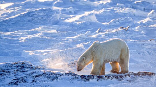 Changing freeze-thaw cycles crippling polar bears