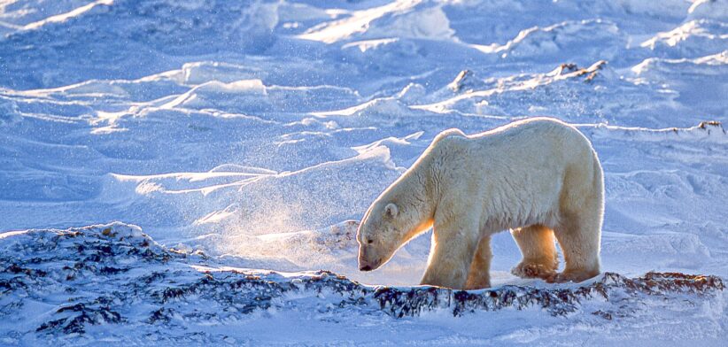 Polar bear. | Newsreel