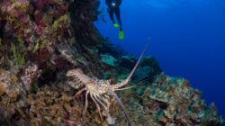 Rock lobster and diver. | Newsreel