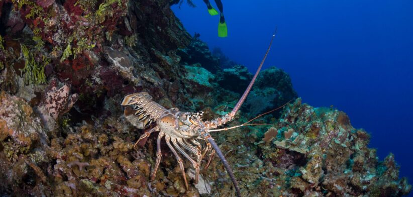 Rock lobster and diver. | Newsreel