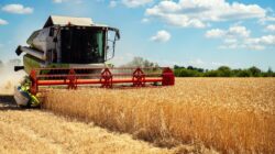 Wheat harvesting. | Newsreel