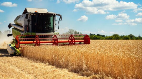 Wheat harvesting. | Newsreel