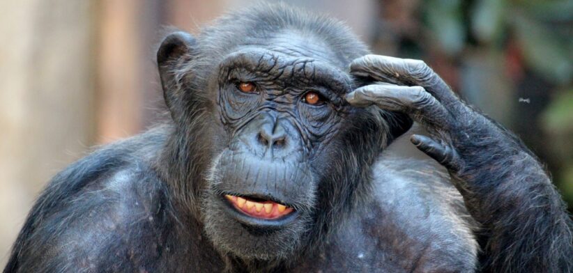 Chimpanzee. | Newsreel