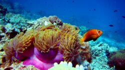 Clown Fish with Anemone on Great Barrier Reef, Queensland. | Newsreel