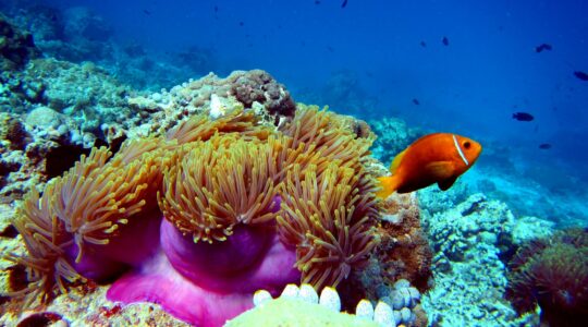 Lions and Wallabies unite to help Great Barrier Reef