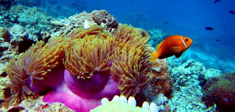 Clown Fish with Anemone on Great Barrier Reef, Queensland. | Newsreel