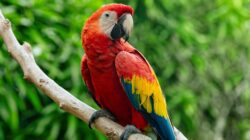 Macaw Parrot. | Newsreel