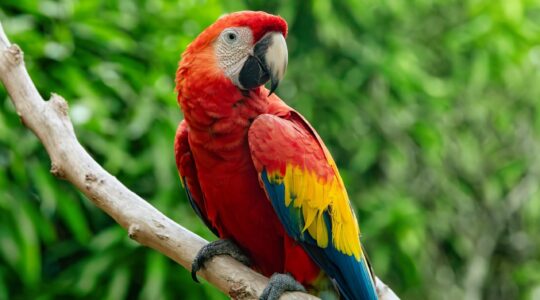 Detox gene the key to parrots’ array of colours