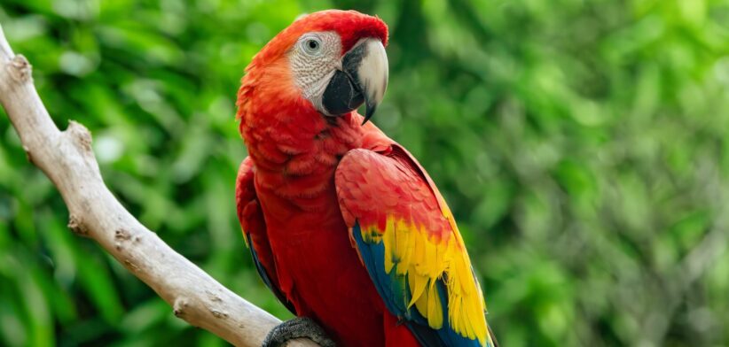 Macaw Parrot. | Newsreel