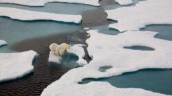 Polar bears on melting ice. | Newsreel