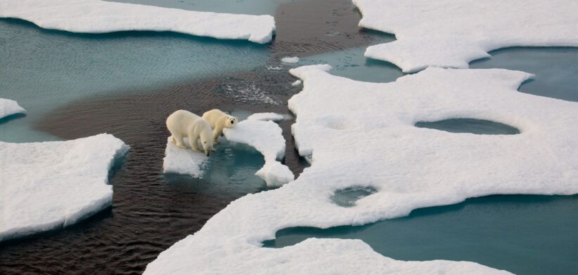 Polar bears on melting ice. | Newsreel