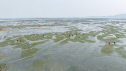 Seagrass nursery, Gladstone, Queensland. | Newsreel