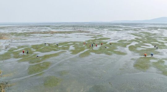 Seagrass nursery, Gladstone, Queensland. | Newsreel