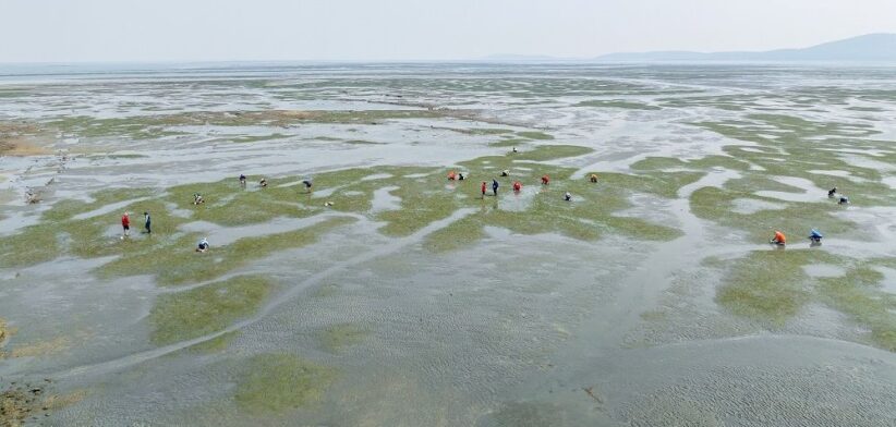 Seagrass nursery, Gladstone, Queensland. | Newsreel