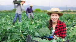 Worker on broccoli farm. | Newsreel