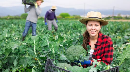 Worker on broccoli farm. | Newsreel