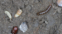 The lesser mealworm which is the larvae of the Alphitobius beetle species - Newsreel