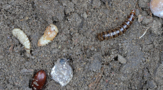 The lesser mealworm which is the larvae of the Alphitobius beetle species - Newsreel