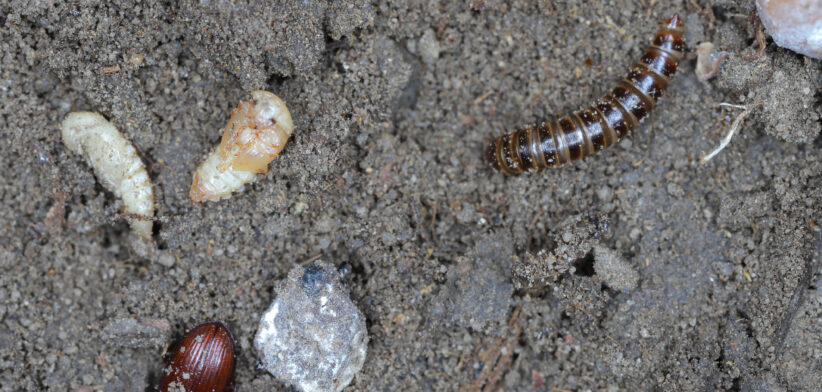 The lesser mealworm which is the larvae of the Alphitobius beetle species - Newsreel