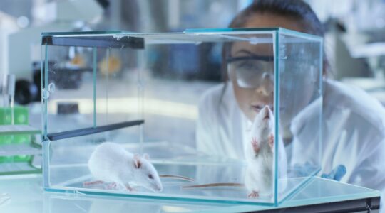 Mice being observed in a lab. | Newsreel