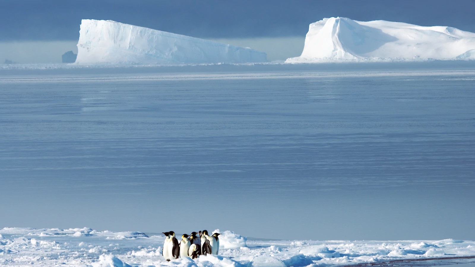 Emperor penguins on an iceberg on RSV Nuyina's trip from Hobart to Davis research station. | Newsreel