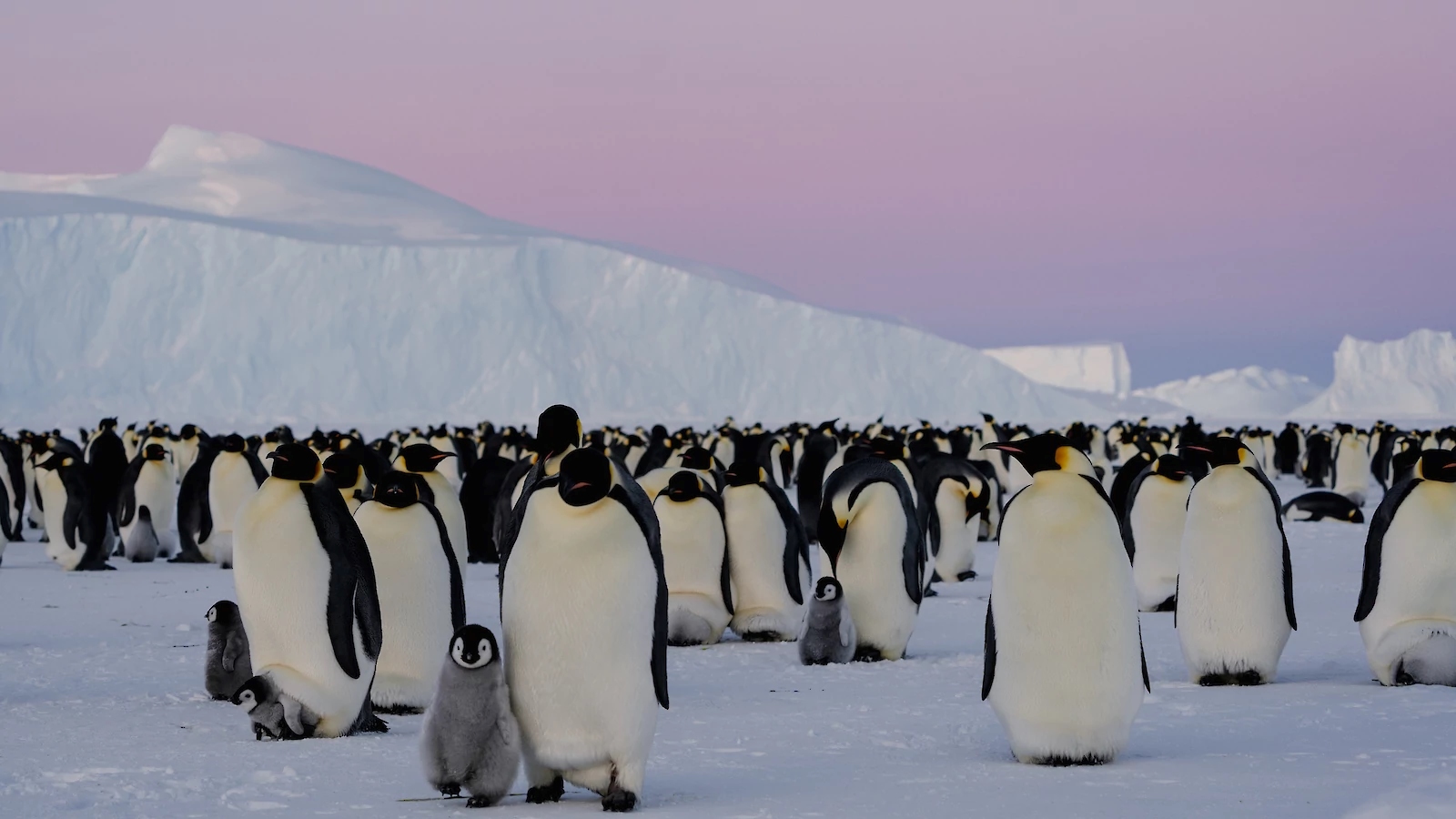 Emperor penguins at Auster. | Newsreel