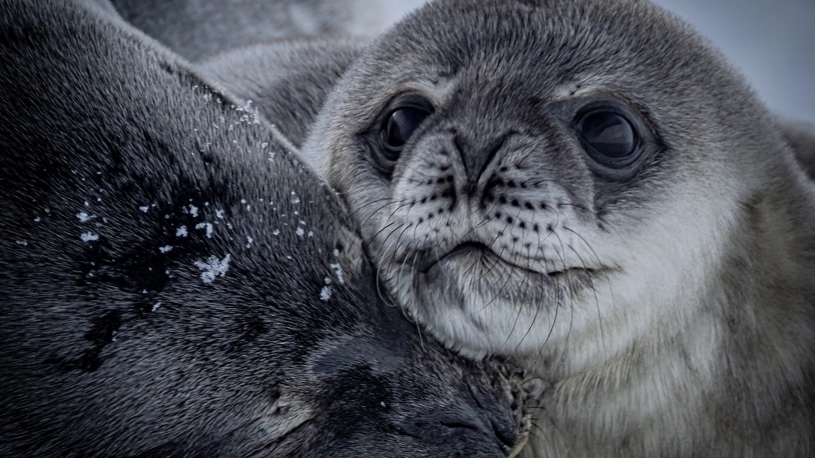 Weddell seal pup near Casey research station. | Newsreel