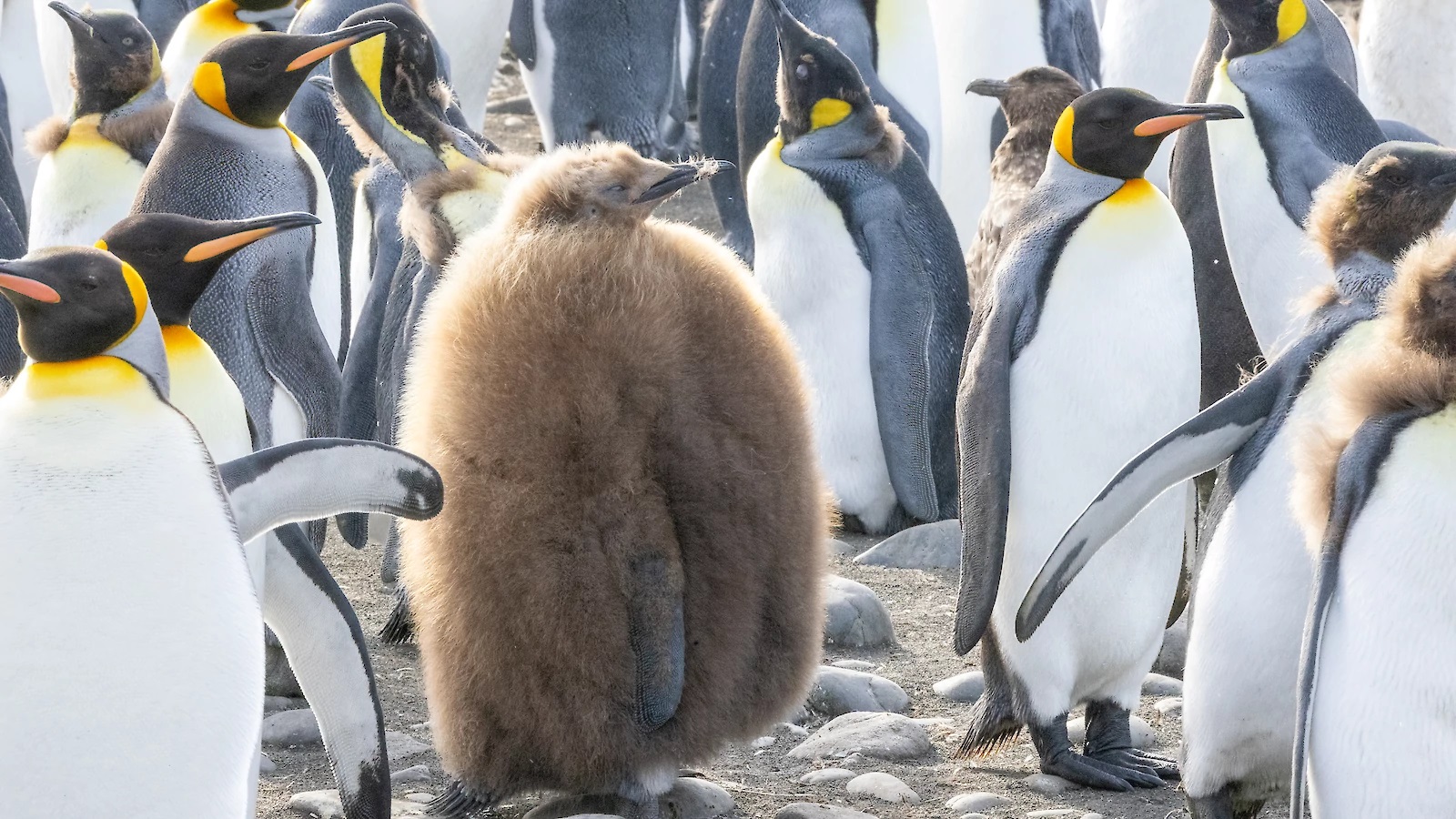 Pesto's cousin hanging out with friends at Macquarie Island. | Newsreel