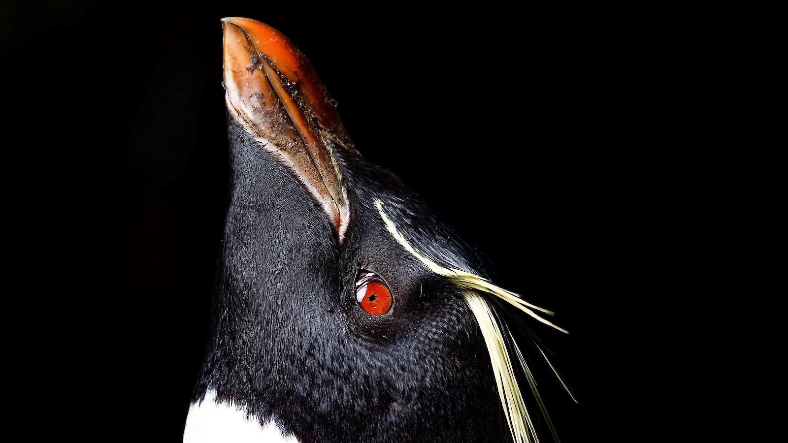 Southern rockhopper penguin. | Newsreel