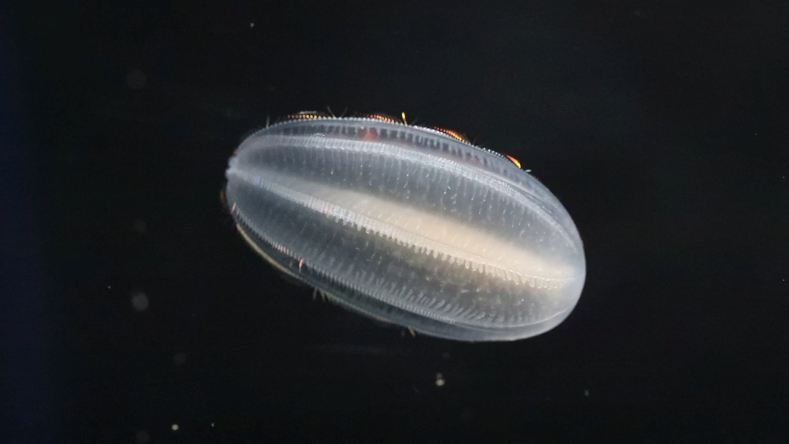 Southern Ocean zooplankton. | Newsreel