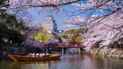 Cheery Blossoms Japan. | Newsreel