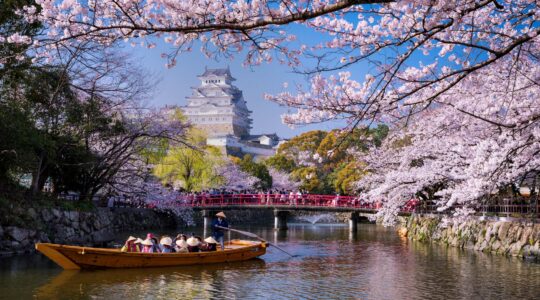 Cheery Blossoms Japan. | Newsreel