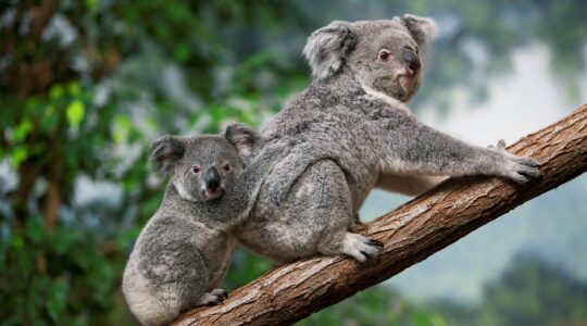 Koala and baby. | Newsreel