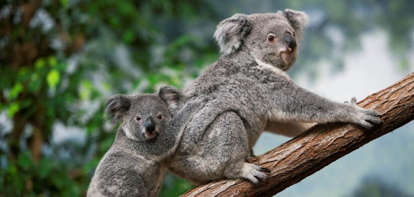 Koala and baby. | Newsreel