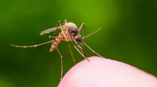 Bio solution to chemical-resistant malaria mosquitoes