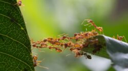 Ants working together to build bridge. | Newsreel