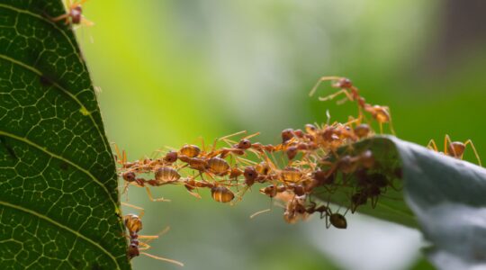 Ants working together to build bridge. | Newsreel