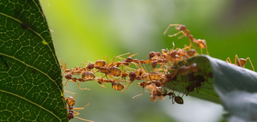 Ants working together to build bridge. | Newsreel