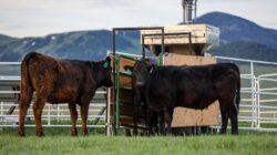 Beef cattle at feedlot. | Newsreel