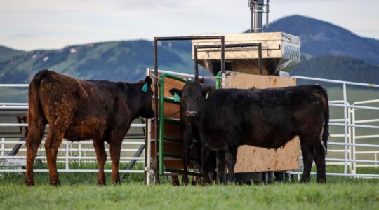 Seaweed reduces methane emissions in grazing cattle