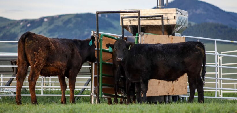 Beef cattle at feedlot. | Newsreel