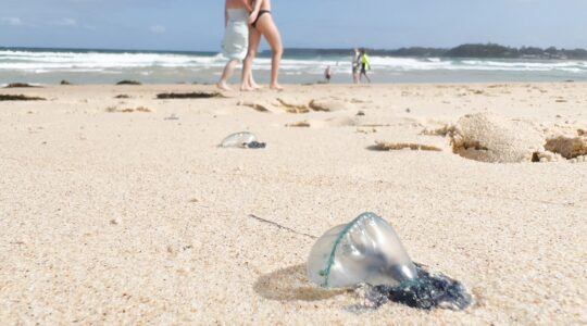 Bluebottle on beach. | Newsreel