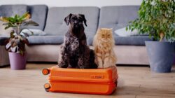 Dog and cat sitting on suitcase. | Newsreel