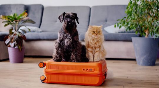 Dog and cat sitting on suitcase. | Newsreel